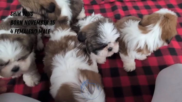 Shih Tzu dogs for sale: Mason - Video 3