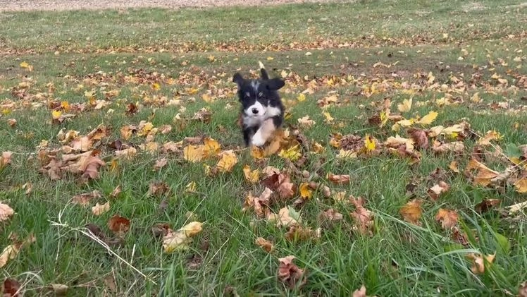 Mixed Breed dogs for sale: Trotter  - Video 1