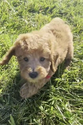 Miniature Poodle dogs for sale: Mango - Video 1