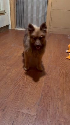 Pomeranian dogs for sale: Sweet Oscar - Video 2