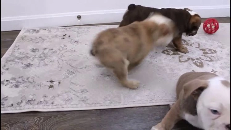 English Bulldog dogs for sale: Taya - Video 1