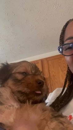 Yorkshire Terrier dogs for sale: Pet  3 - Video 1