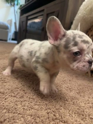 French Bulldog dogs for sale: French Bulldog Puppy 3 - Video 1