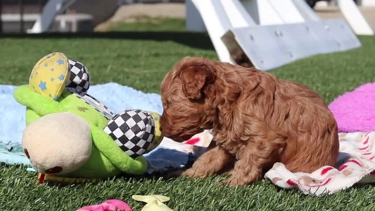 Cavapoo dogs for sale: Bianca - Video 1