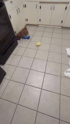 Mini Goldendoodle dogs for sale: Petite Tuxedo Mini Goldendoodle Cinnabun  - Video 1