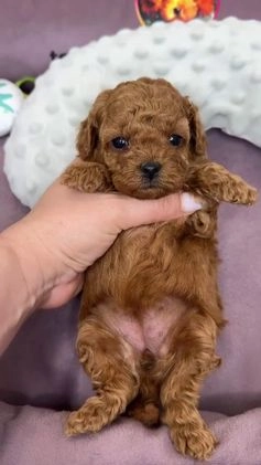 Miniature Poodle dogs for sale: Duchess - Video 1