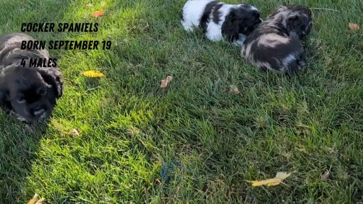 Cocker Spaniel dogs for sale: Rocco - Video 2