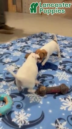 Jack Russell Terrier dogs for sale: Macy - Video 1