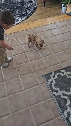 Cavapoo dogs for sale: Maverick  - Video 1