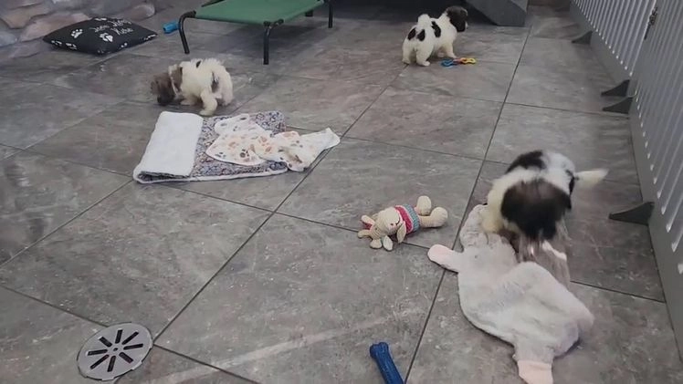 Havanese dogs for sale: TATUM - Video 2