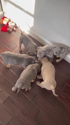 American Bully dogs for sale: Louis - Video 3