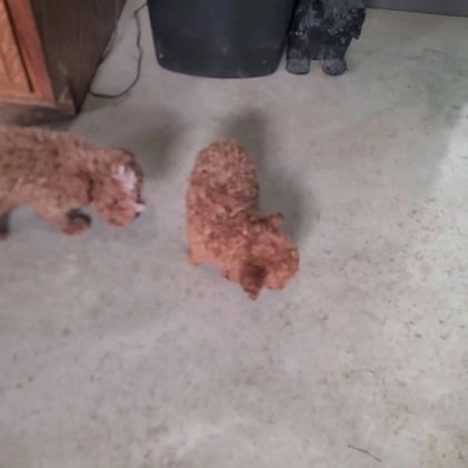 Toy Poodle dogs for sale: Eclare - Video 1