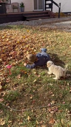 Mixed Breed dogs for sale: Lawson - Video 3