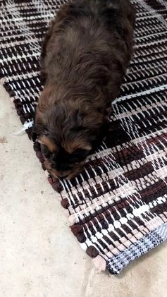 Mixed Breed dogs for sale: Addi - Video 1
