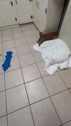 Mini Goldendoodle dogs for sale: Petite Mini Goldendoodle Caramel Spice - Video 1