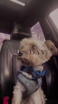 Yorkshire Terrier dogs for stud: KREED - Video 1