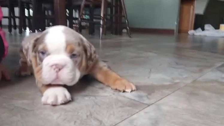 English Bulldog dogs for sale: Frisco - Video 1