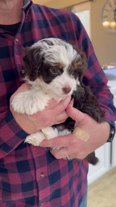 Mini Aussiedoodle dogs for sale: Lucy-petite size - Video 1