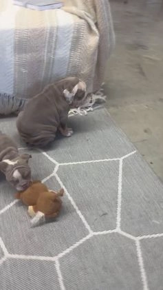 English Bulldog dogs for sale: Gibson - Video 1