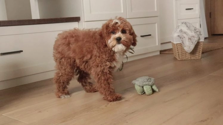 Cavapoo dogs for sale: Kohen - Video 1