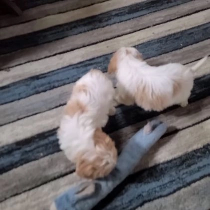 Cavachon dogs for sale: Oscar - Video 1