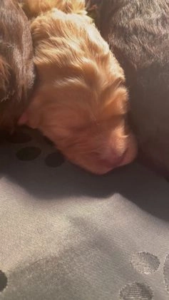 Goldendoodle dogs for sale: Mr green - Video 1