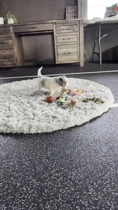 Cavapoo dogs for sale: Bingo  - Video 1