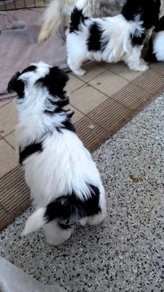 Havanese dogs for sale: Zya - Video 3