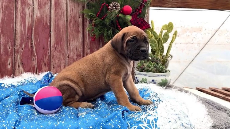 English Mastiff dogs for sale: Chloe - Video 1