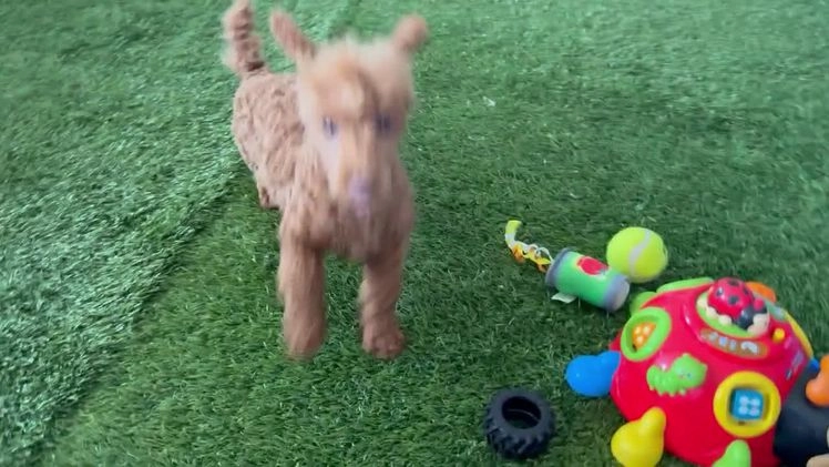Toy Poodle dogs for sale: Polly - Video 1