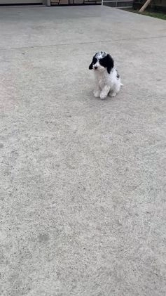 Miniature Poodle dogs for sale: Teddy - Video 7