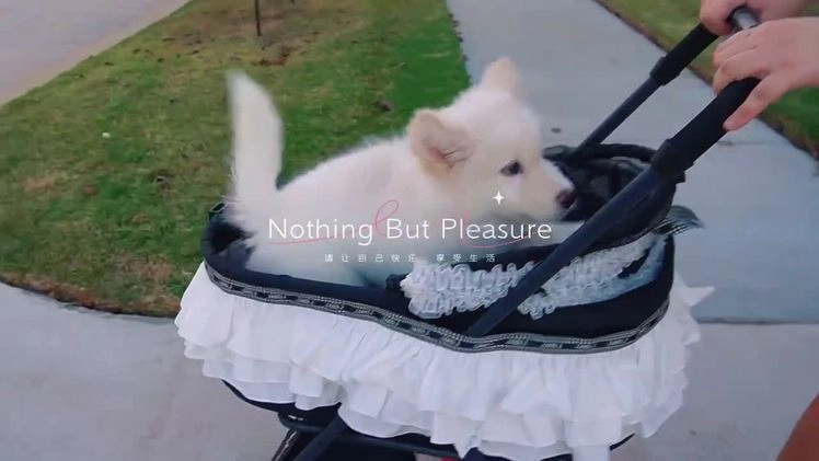 Alaskan Malamute dogs for sale: Xiao Lan - Video 2