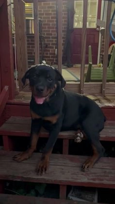 Rottweiler dogs for sale: Loki  - Video 2