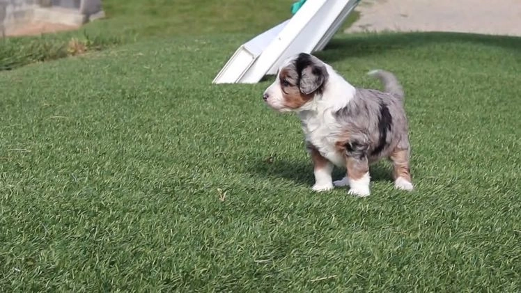 Mini Bernedoodle dogs for sale: Candy - Video 1