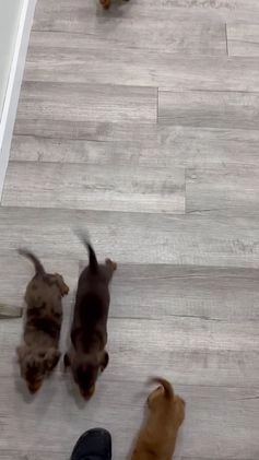 Miniature Dachshund dogs for sale: Ginger - Video 1