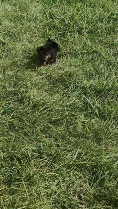 Yorkshire Terrier dogs for sale: Claret - Video 1