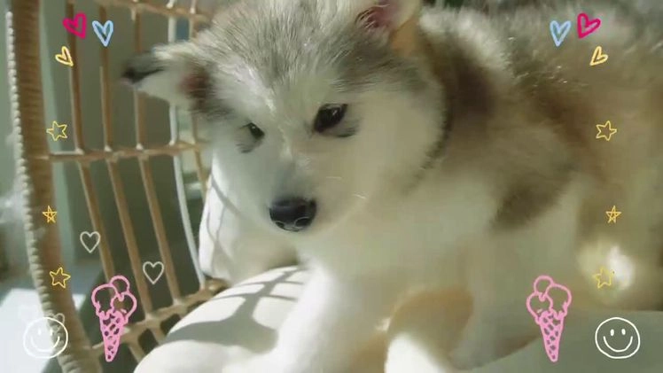 Alaskan Malamute dogs for sale: Xiao Lv - Video 1