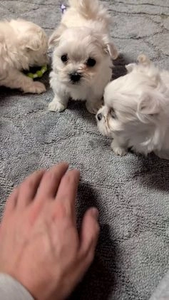 Maltese dogs for sale: Kai - Video 4