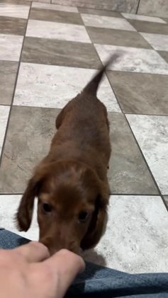 Miniature Dachshund dogs for sale: Theo - Video 1