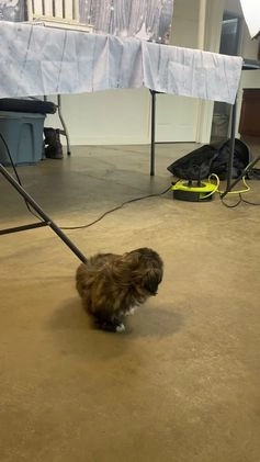 Shih Tzu dogs for sale: Snickers - Video 2