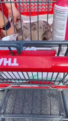 American Bully dogs for sale: Beautiful Pup - Video 2