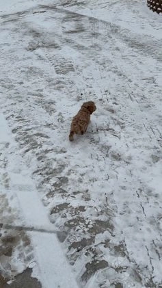 Cavapoo dogs for sale: Willow - Video 1