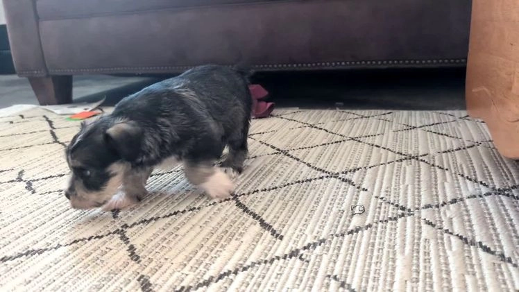 Miniature Schnauzer dogs for sale: Willow  - Video 2