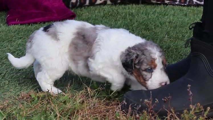Mini Bernedoodle dogs for sale: Chase - Video 1