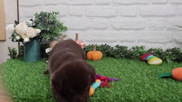 Labrador Retriever dogs for sale: Orchard - Video 1