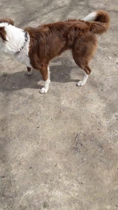 Border Collie dogs for sale: Bailey - Video 1