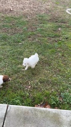 Pomapoo dogs for sale: Brodie - Video 1