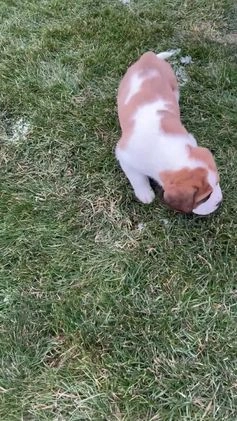 Saint Bernard dogs for sale: Randy - Video 1