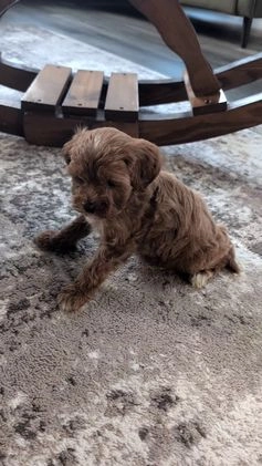Cavapoo dogs for sale: Apollo - Video 1