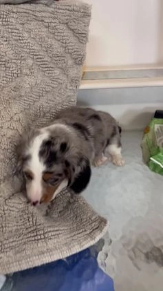 Miniature Dachshund dogs for sale: Rascal  - Video 1